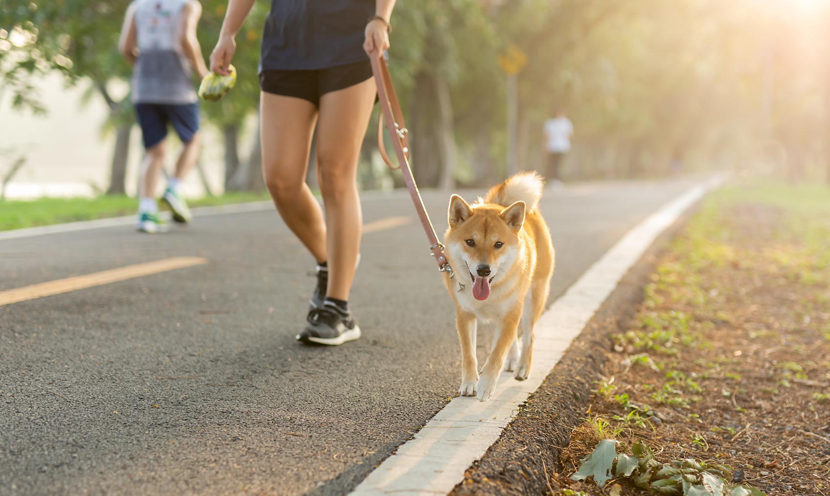 Guia Prático para Correr com Seu Cachorro